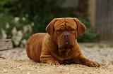 DOGUE DE BORDEAUX 341